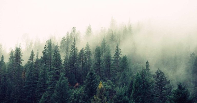 How to Choose the Right Cali Pack for Your Needs